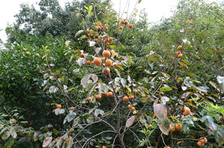 DSC_0018.JPG