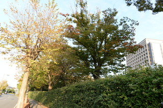 DSC_0037.JPG