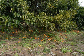 DSC_0054.JPG