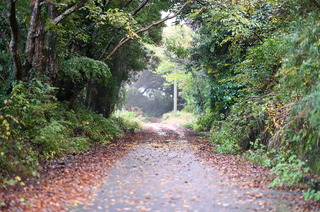 DSC_0401.JPG