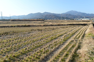 DSC_0418.JPG