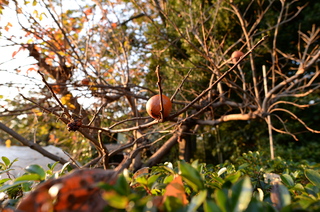 DSC_0472.JPG