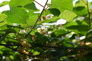 DSC_0681.JPG
