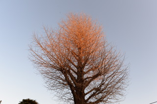 DSC_0783.JPG