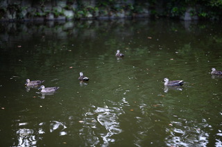 DSC_0812.JPG