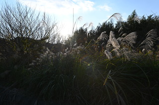DSC_0870.JPG