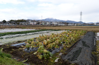 DSC_1100.JPG