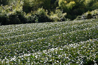 DSC_1222.JPG