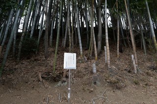 DSC_1268.JPG