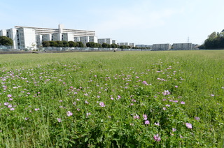 DSC_2444.JPG