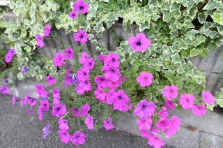 DSC_3675.JPG