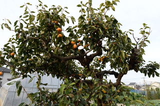 DSC_3918.JPG