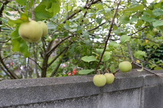 DSC_3987.JPG