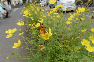 DSC_4292.JPG