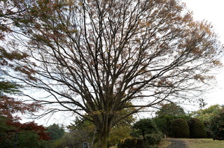DSC_4299.JPG