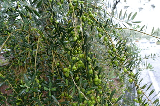 DSC_4484.JPG