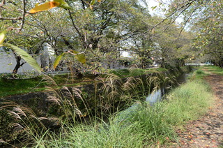 DSC_5037.JPG