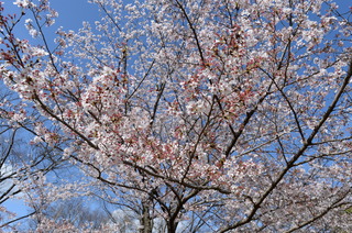 DSC_5250.JPG