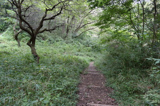 DSC_6519.JPG