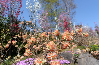 DSC_7206.JPG