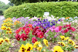 DSC_7407.JPG