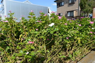 DSC_8224.JPG