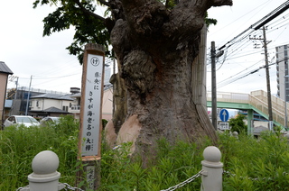 DSC_8505.JPG