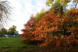 DSC_9415.JPG