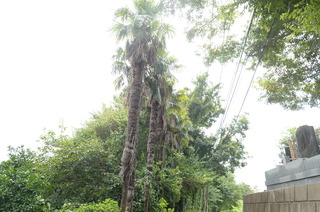 DSC_9556.JPG