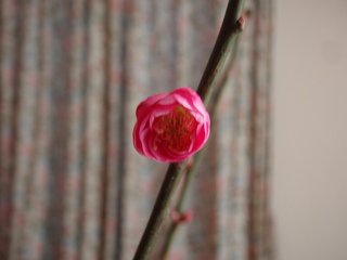 P1270002.JPG