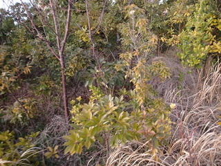 P2010017.JPG