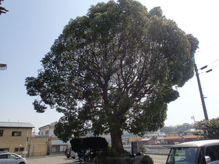 P3150057.JPG