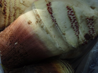 P4110020.JPG