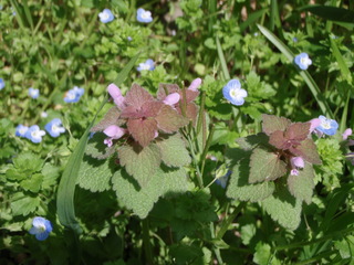 P4180002.JPG