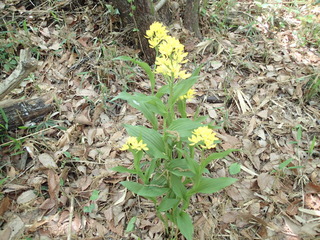 P4220107.JPG