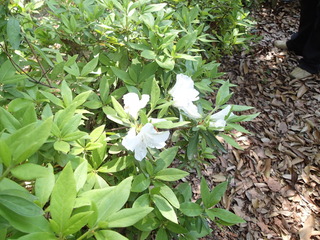 P4270002.JPG