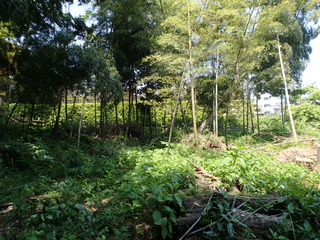 P5220015.JPG