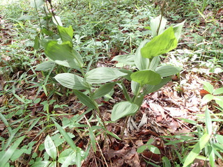 P5230007.JPG