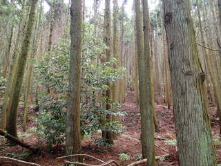 P6100007.JPG