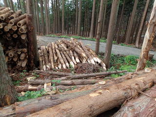P6100023.JPG