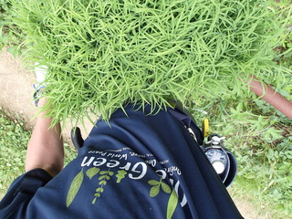P6130005.JPG