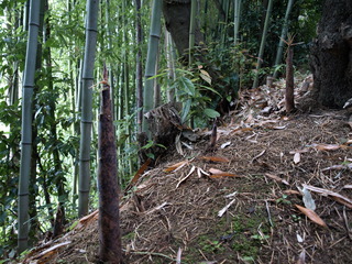 P6204623.JPG