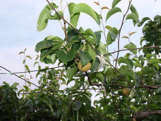 P6204752.JPG