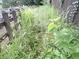 P6290005.JPG
