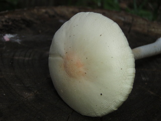 P6300009.JPG