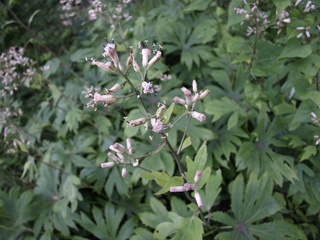 P6307376.JPG