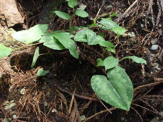 P7050003.JPG