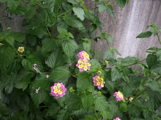 P7081580.JPG