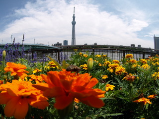 P7147710.JPG