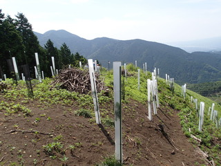 P7160070.JPG
